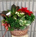 Dish Garden 006