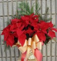 Poinsettia 002