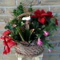 Winter Garden 002